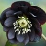 Hellebore