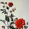 Red_Dahlia