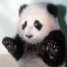 The Love Panda