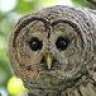 BarredOwl