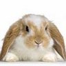 bunnie
