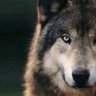 Elwolf