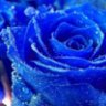 bluerose