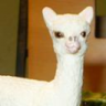 alpaca