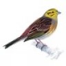 yellowhammer