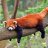 RedPanda93