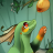 Lucida Dragon
