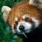 red_panda