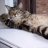 tigger32382